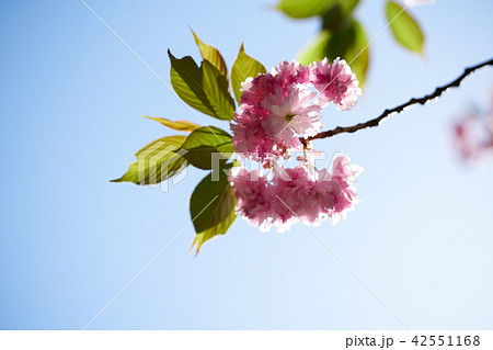 桜 花 ピンク 42551168