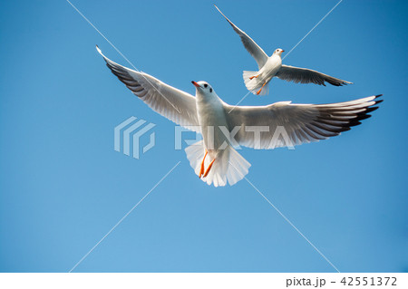Single seagull flying in blue a sky Single seagull flying in blue a sky 42551372