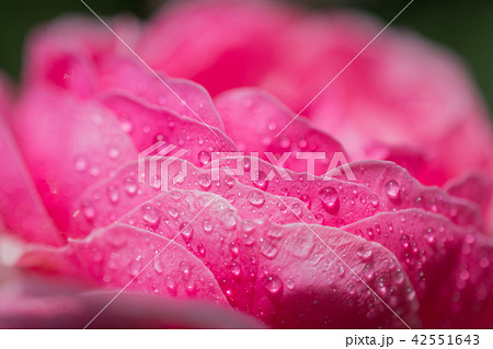Rose with water drops on it 42551643