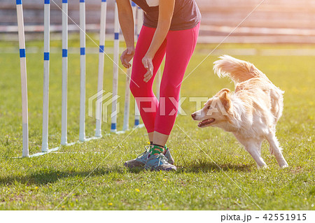 Dog with handler running in agility competition Dog with handler running in agility competition 42551915