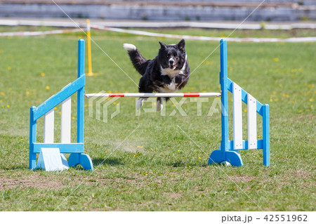 Dog jumping over hurdle in agility competition 42551962