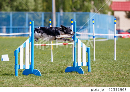 Dog jumping over hurdle in agility competition Dog jumping over hurdle in agility competition 42551963