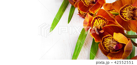 Golden brown orchid Cymbidium 42552551