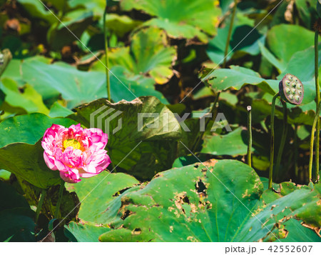 blooming lotus  blooming lotus  42552607