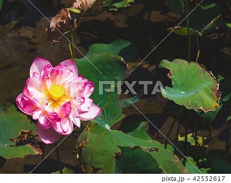 blooming lotus blooming lotus 42552617