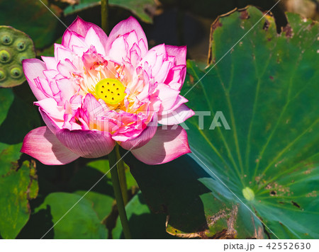 blooming lotus blooming lotus 42552630