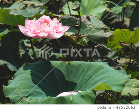 blooming lotus blooming lotus 42552663