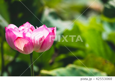 blooming lotus  42553060