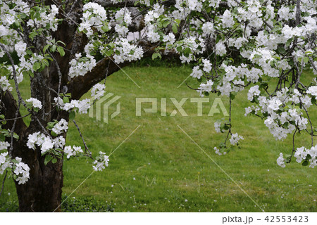 blooming apple tree blooming apple tree 42553423