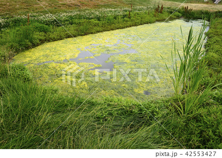 a small overgrown pond, chamomile and clover 42553427