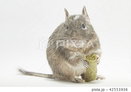 デグー ブルーパイド 食事の写真素材 デグー ブルーパイド 食事の写真素材
