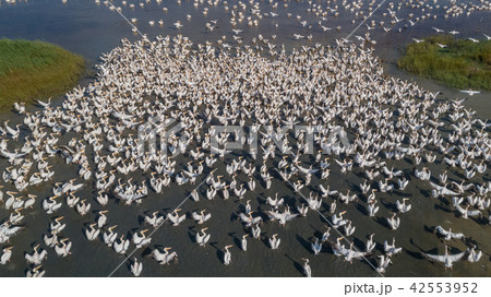 white pelicans in Danube Delta, Romania 42553952