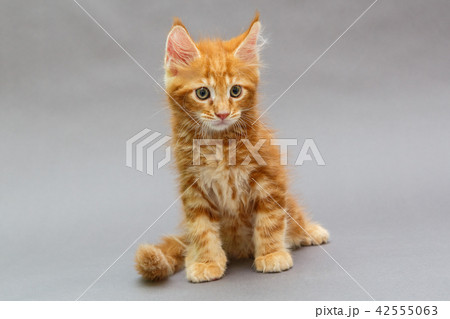 Kitten Maine Coon 42555063