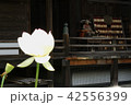 三室戸寺のハス 42556399