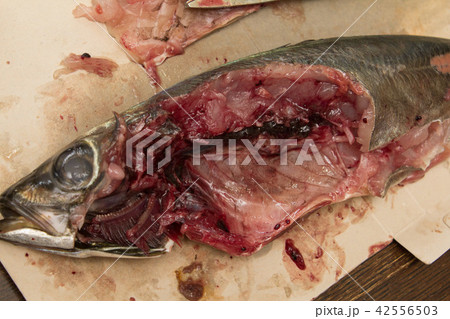 アジの解剖 アジの解剖 42556503