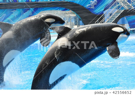 水族館のシャチ　killerwhale 42556652