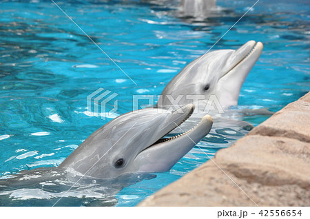 水族館のイルカ　dolphin 42556654
