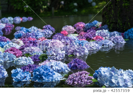 水に浮かべられた紫陽花の写真素材