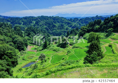 蒲生の棚田 42557464