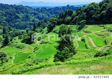 蒲生の棚田 42557465