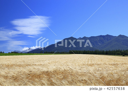 北海道 中富良野町 大麦畑と山並み 北海道 中富良野町 大麦畑と山並み 42557638