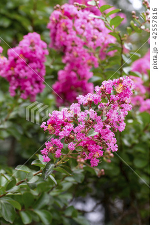 サルスベリ サルスベリ 42557816