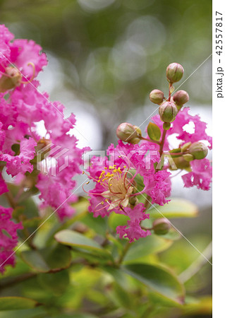 サルスベリ サルスベリ 42557817