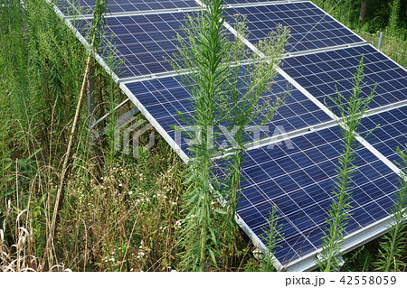 雑草に囲まれた太陽光発電所 雑草に囲まれた太陽光発電所 42558059