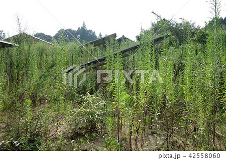 雑草に囲まれた太陽光発電所 雑草に囲まれた太陽光発電所 42558060