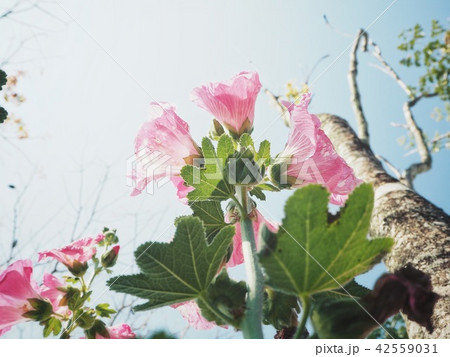 Pink hollyhock flowers 42559031