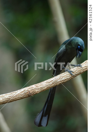Racket-tailed Treepie standing on tree Racket-tailed Treepie standing on tree 42561524