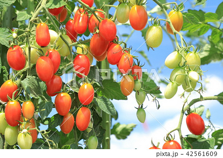 プチトマト プチトマト 42561609