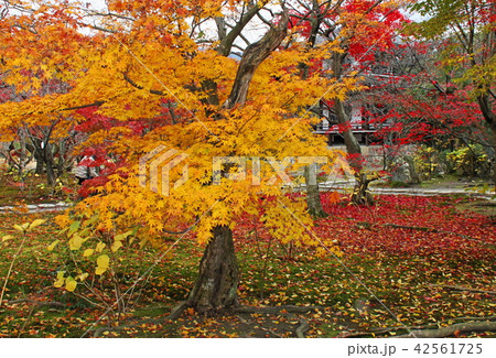 秋の京都「勧修寺」 秋の京都「勧修寺」 42561725