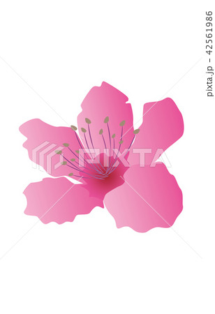 都道府県の花シンプル岡山モモ 42561986