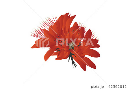 都道府県の花シンプル沖縄デイゴのイラスト素材
