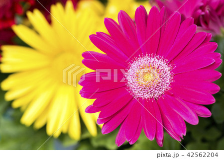 黄色の花をバックにピンクのガーベラの花 黄色の花をバックにピンクのガーベラの花 42562204