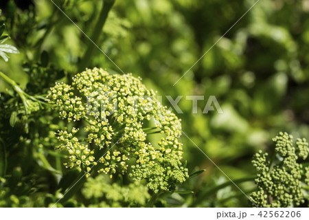 畑の中のパセリの花 畑の中のパセリの花 42562206