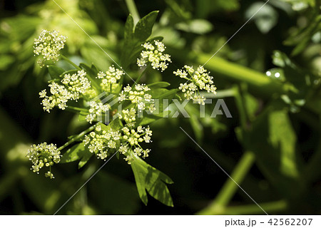 畑の中のセロリの花 42562207