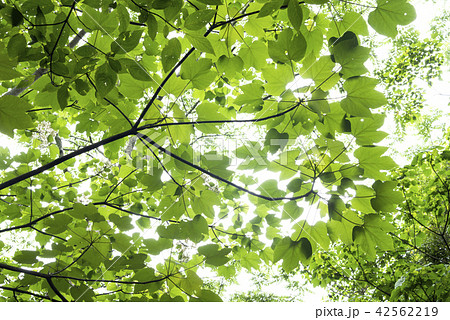 アブラギリの緑の木の葉 アブラギリの緑の木の葉 42562219