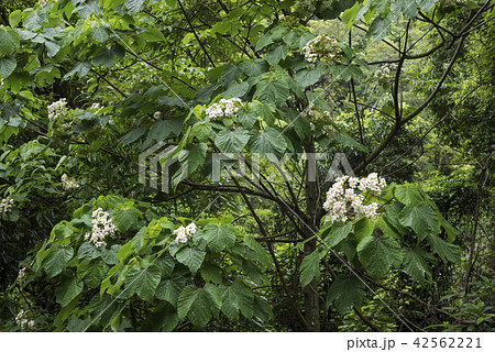 雨に濡れたアブラギリの葉と花 42562221