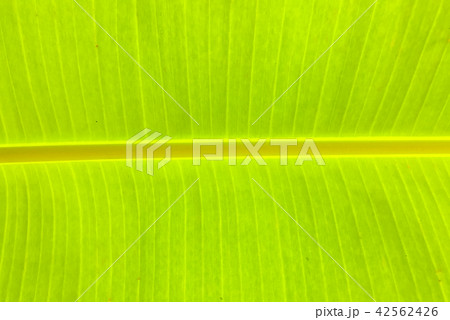 Texture of banana green leaves Texture of banana green leaves 42562426