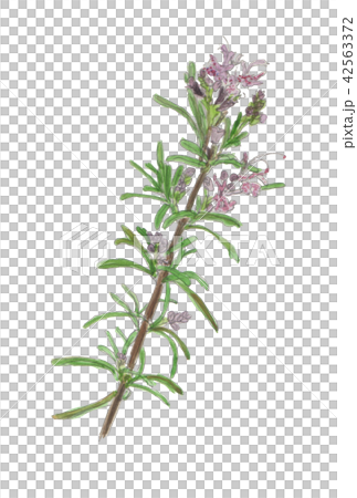 ローズマリー Rosmarinus officinalis ローズマリー Rosmarinus officinalis 42563372