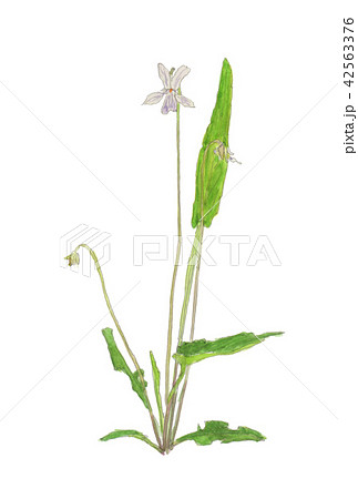 シロスミレ Viola patrinii シロスミレ Viola patrinii 42563376