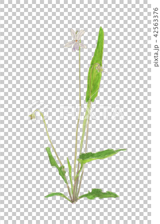シロスミレ Viola patrinii シロスミレ Viola patrinii 42563376