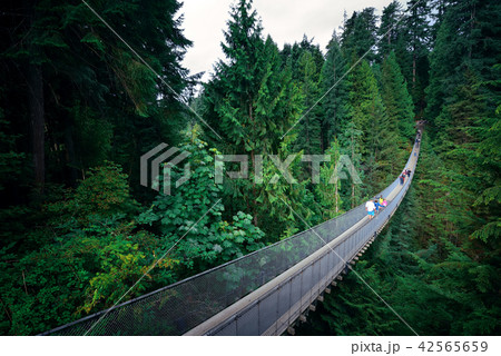 Capilano Suspension Bridge 42565659