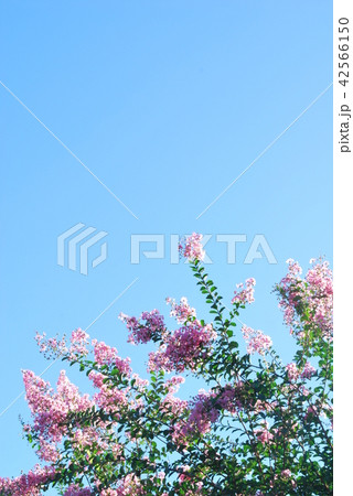 百日紅 百日紅 42566150