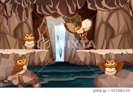 Owl living in the water cave 42566210