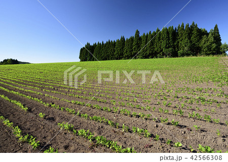 北海道乙部町の青々と育ってきた小豆畑の盛夏の風景を撮影 42566308