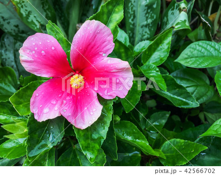 Pink Hibiscus flower is blossom. 42566702