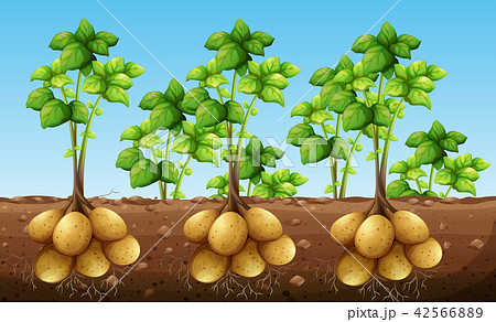 Potatos Growing Under Groundのイラスト素材